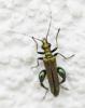 Oedemera nobilis